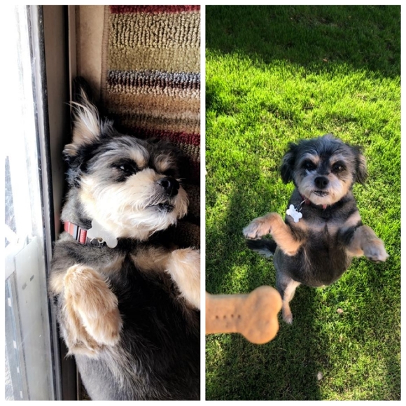 Meet your Posher, Gloria - Picture 2 of 2